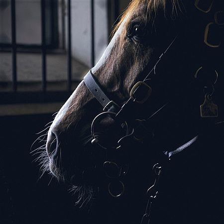 The-National-Stud-Dominic-James_DJ_3906