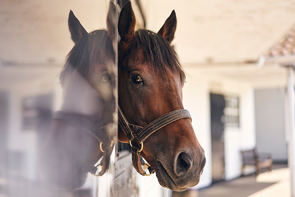 The-National-Stud-Dominic-James_DOM0165