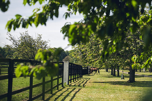 The-National-Stud-Dominic-James_DJ_3767