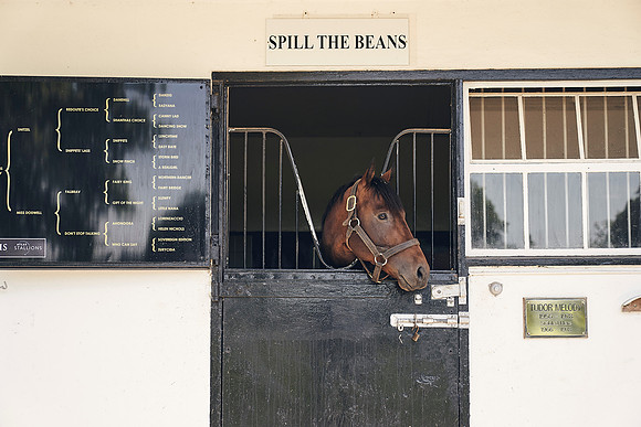 The-National-Stud-Dominic-James_DJ_4238