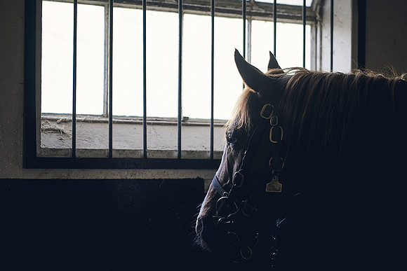The-National-Stud-Dominic-James_DJ_3887