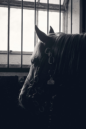 The-National-Stud-Dominic-James_DJ_3889
