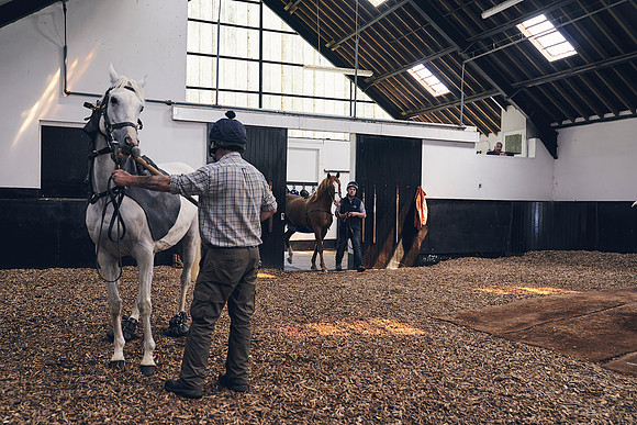 The-National-Stud-Dominic-James_DJ_4102