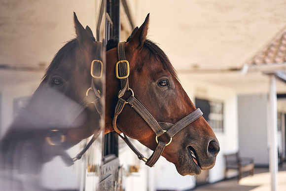 The-National-Stud-Dominic-James_DOM0169