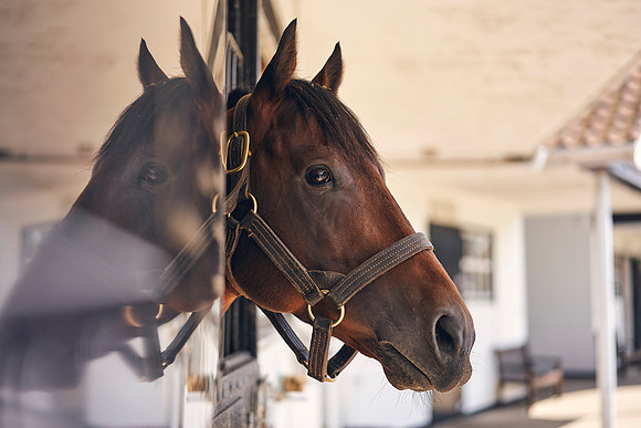 The-National-Stud-Dominic-James_DOM0171