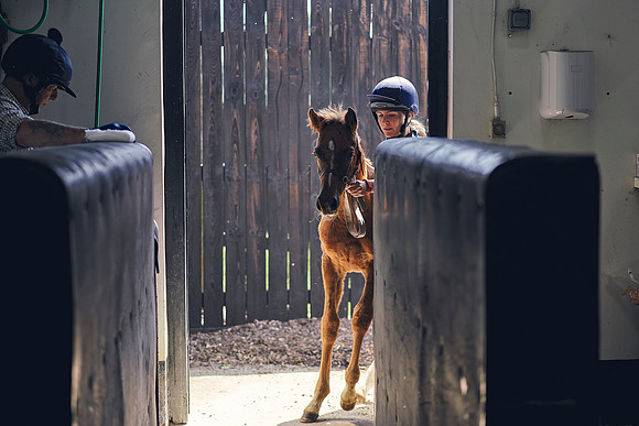 The-National-Stud-Dominic-James_DOM0018