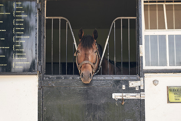 The-National-Stud-Dominic-James_DJ_4243