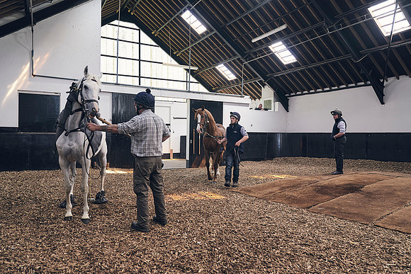 The-National-Stud-Dominic-James_DJ_4110