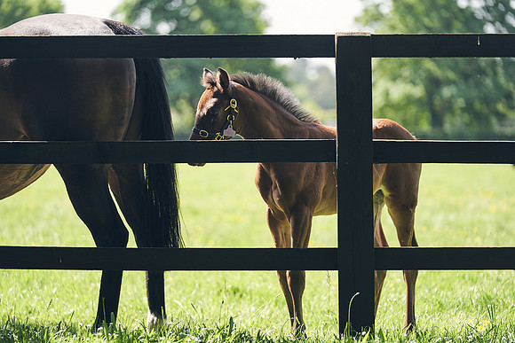 The-National-Stud-Dominic-James_DJ_3468