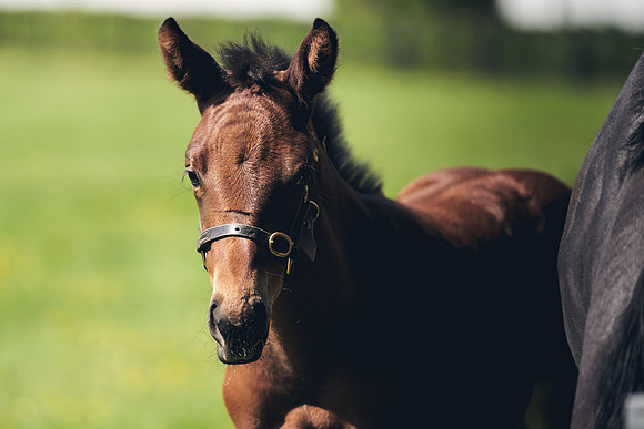 The-National-Stud-Dominic-James_DJ_3454