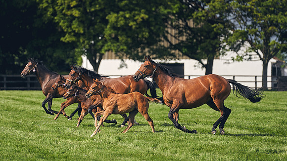 The-National-Stud-Dominic-James_DJ_5398