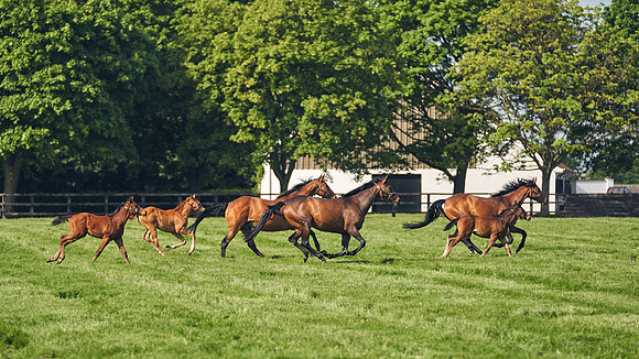The-National-Stud-Dominic-James_DJ_5456