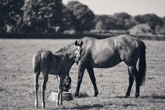 The-National-Stud-Dominic-James_DJ_3421