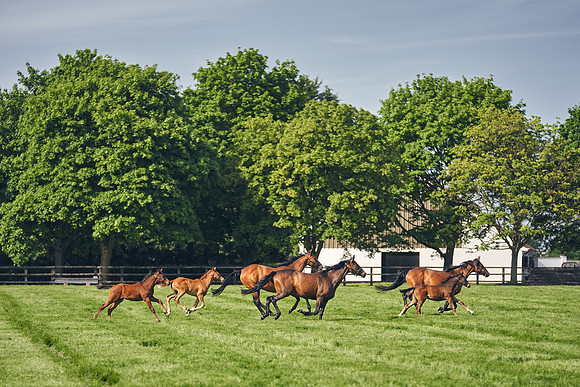 The-National-Stud-Dominic-James_DJ_5455