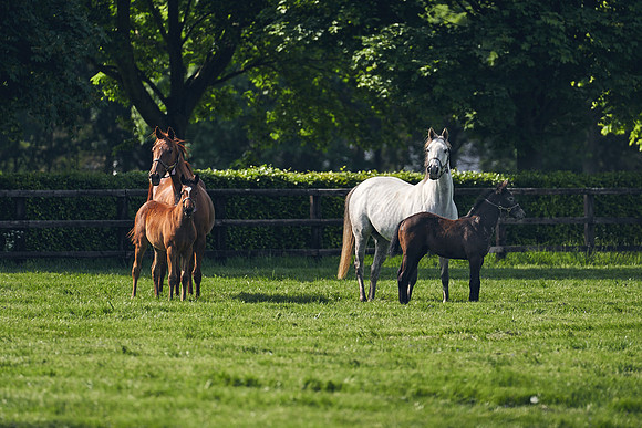 The-National-Stud-Dominic-James_DJ_5359