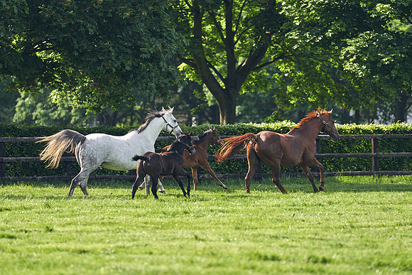 The-National-Stud-Dominic-James_DJ_5371