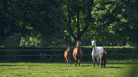 The-National-Stud-Dominic-James_DJ_5350