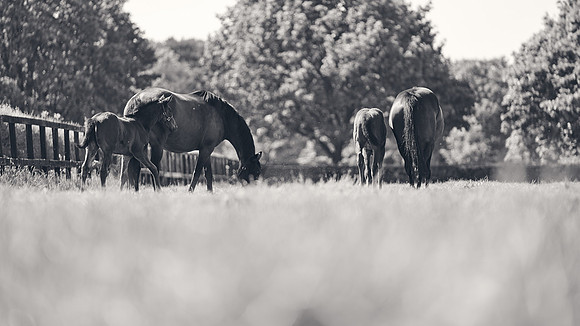 The-National-Stud-Dominic-James_DJ_3430