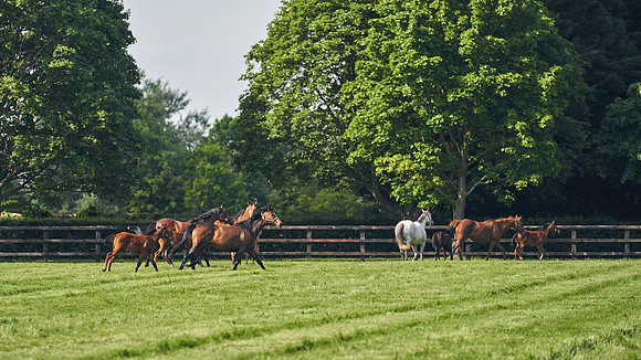 The-National-Stud-Dominic-James_DJ_5291