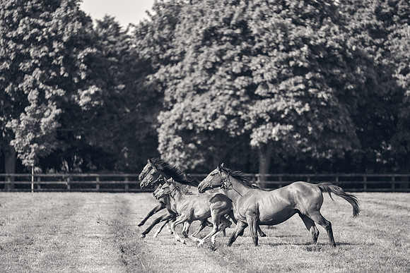 The-National-Stud-Dominic-James_DJ_5406