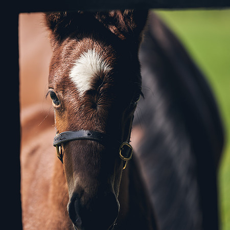 The-National-Stud-Dominic-James_DJ_3448