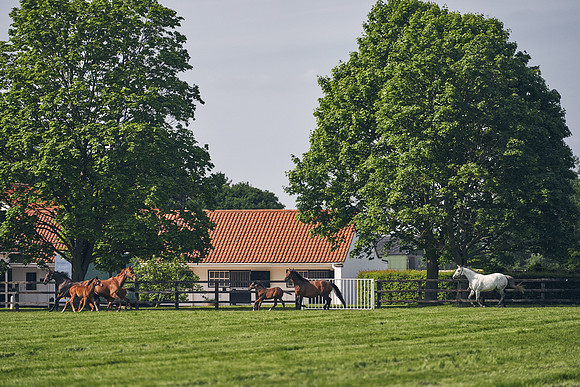 The-National-Stud-Dominic-James_DJ_5281