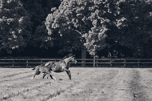 The-National-Stud-Dominic-James_DJ_5449