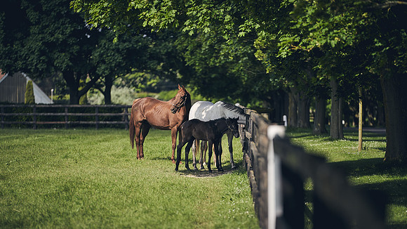 The-National-Stud-Dominic-James_DJ_3422