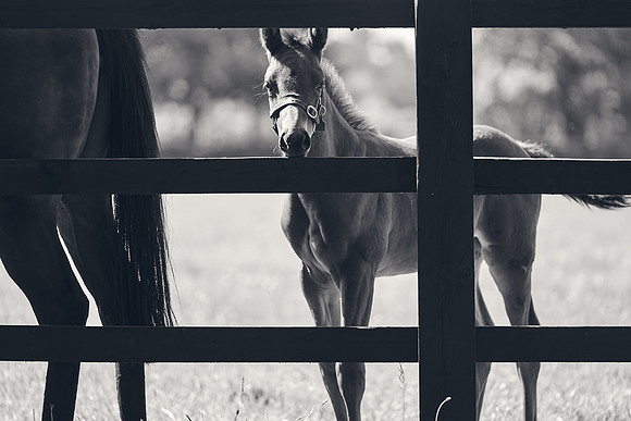 The-National-Stud-Dominic-James_DJ_3466
