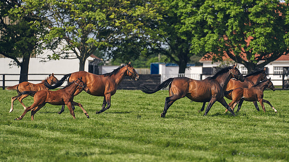 The-National-Stud-Dominic-James_DJ_5457