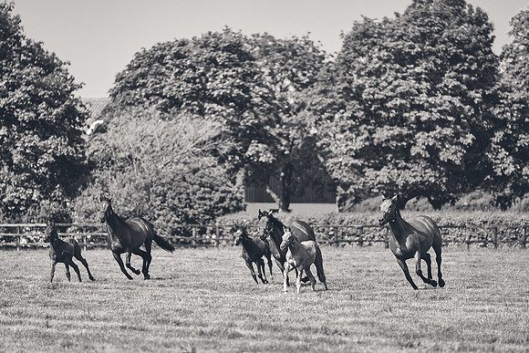The-National-Stud-Dominic-James_DJ_5383