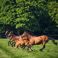 001 Horses in the fields