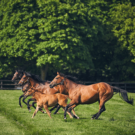 The-National-Stud-Dominic-James_DJ_5404 1