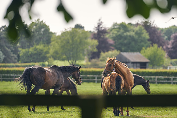 The-National-Stud-Dominic-James_DJ_5497