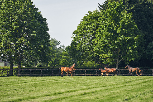 The-National-Stud-Dominic-James_DJ_5272