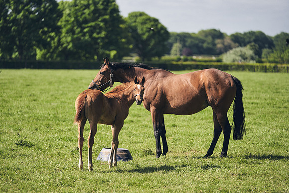 The-National-Stud-Dominic-James_DJ_3419