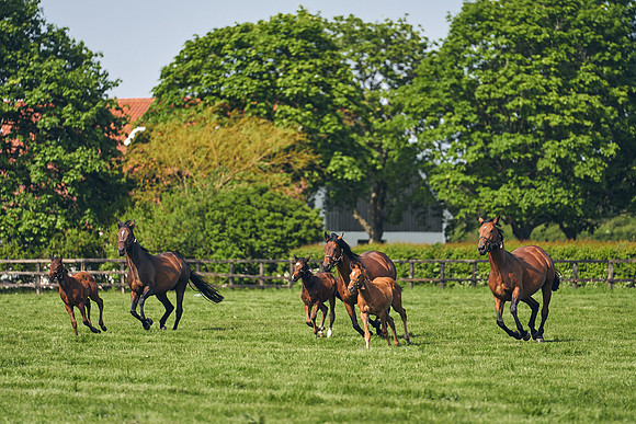 The-National-Stud-Dominic-James_DJ_5384