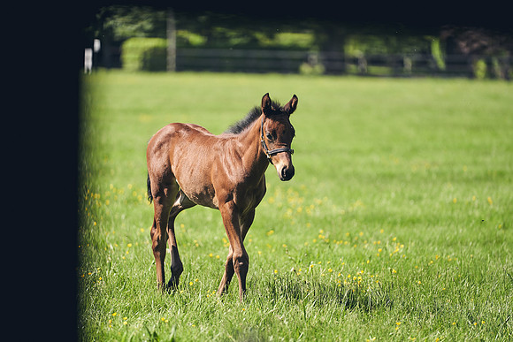 The-National-Stud-Dominic-James_DJ_3443