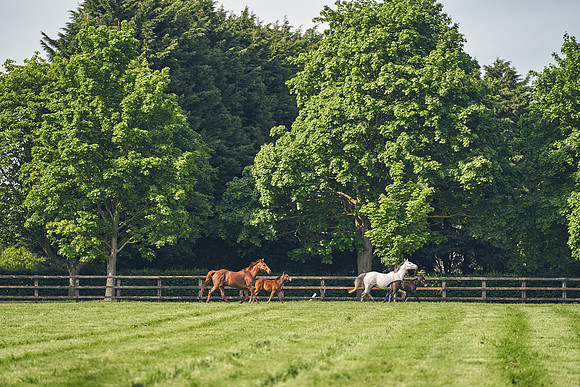 The-National-Stud-Dominic-James_DJ_5309