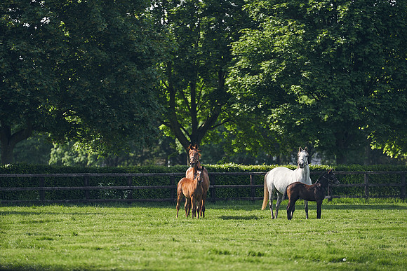 The-National-Stud-Dominic-James_DJ_5360