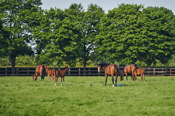 The-National-Stud-Dominic-James_DJ_5533