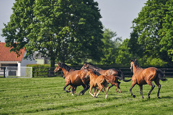 The-National-Stud-Dominic-James_DJ_5424