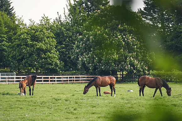 The-National-Stud-Dominic-James_DJ_5489