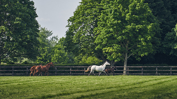 The-National-Stud-Dominic-James_DJ_5303