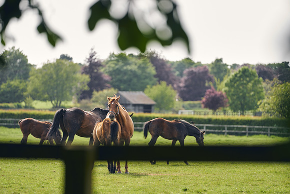 The-National-Stud-Dominic-James_DJ_5502