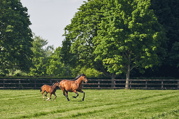 The-National-Stud-Dominic-James_DJ_5446