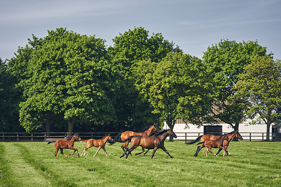 The-National-Stud-Dominic-James_DJ_5454