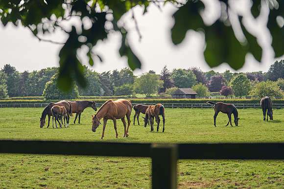 The-National-Stud-Dominic-James_DJ_5506