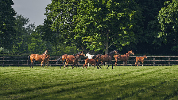 The-National-Stud-Dominic-James_DJ_5296