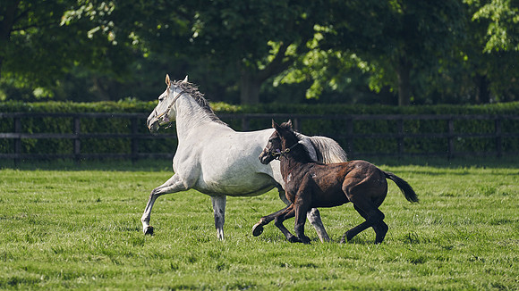 The-National-Stud-Dominic-James_DJ_5481